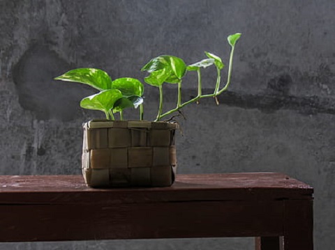 piante da ufficio - Pothos